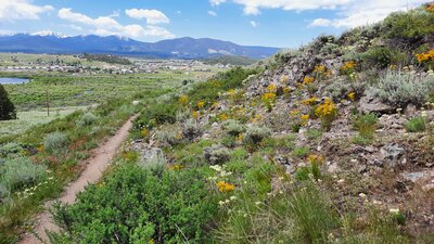 Bottom end of trail. Stone crop (yellow), scarlet gilia (red), and sulphur flower (white) in full bloom.