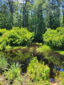Trails End, Great Egg Harbor River.