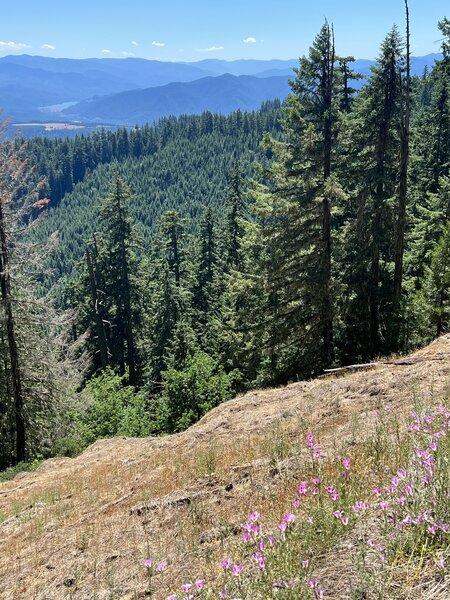 Alpine Trail