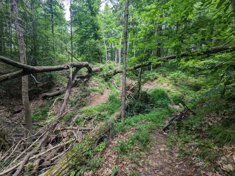 Rollercoaster portion of this Trail wraps around this tight gully.