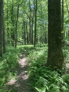 Ohiopyle Baughman Trail