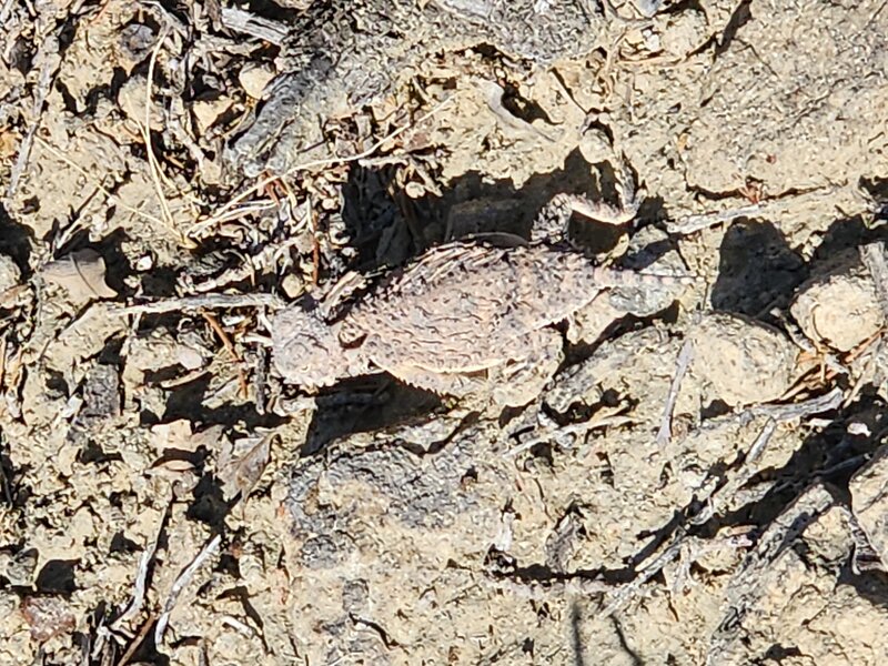 A horny toad