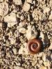 A big millipede; he was almost got hit crossing the trail, but I swerved and then made sure he made it off the trail safely.