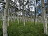 Large cluster of aspens near west end of trail.