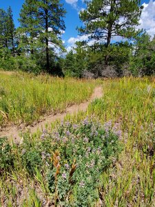 Pretty meadow with mini-lupine and other wildflowers.