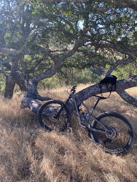 Tree rest stop