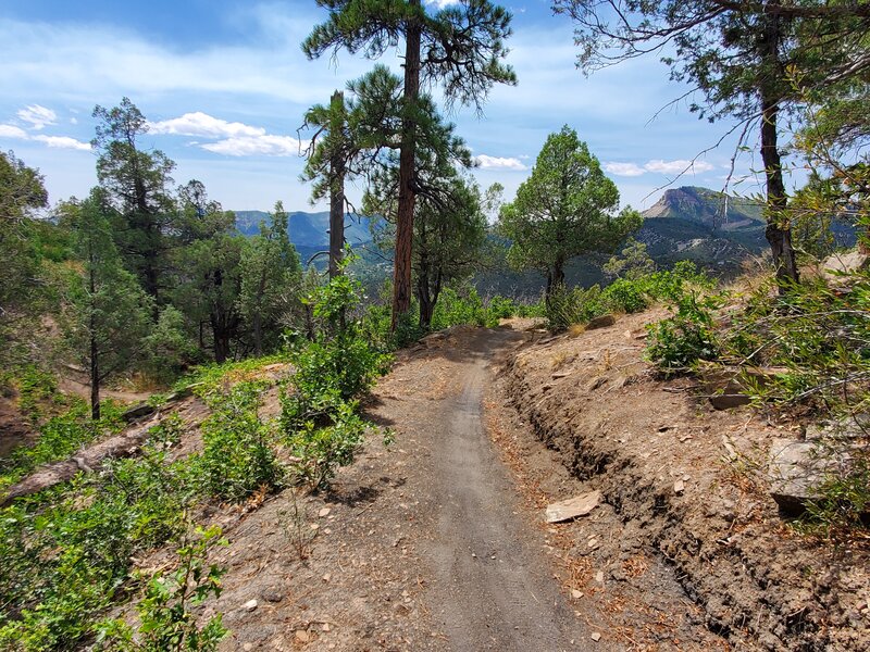 Nearly at the bottom of Swerve along a ravine with leftovers from the prescribed burn.