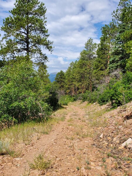 Typical trail surface on Logchutes.