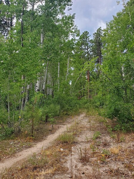 A rare copse of aspen trees in the Logchutes area.