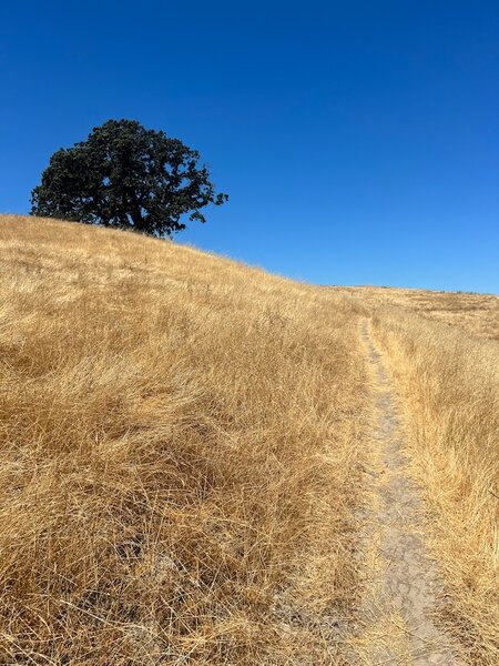 Almost done with the climb and onto the ridge.