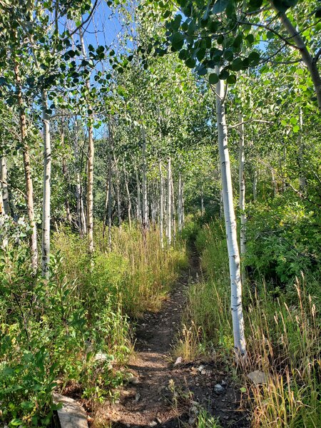 Small stand of young aspens.