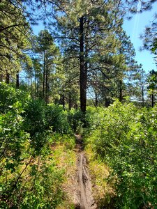 Western end of Logchutes Loop #3.