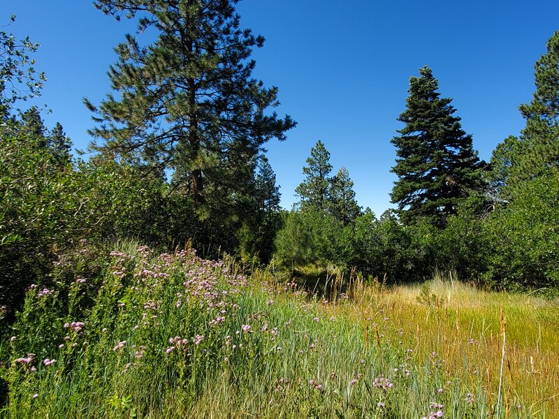 Wildflowers near a dried up pond.