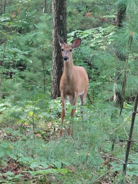 Some deer sighting.
