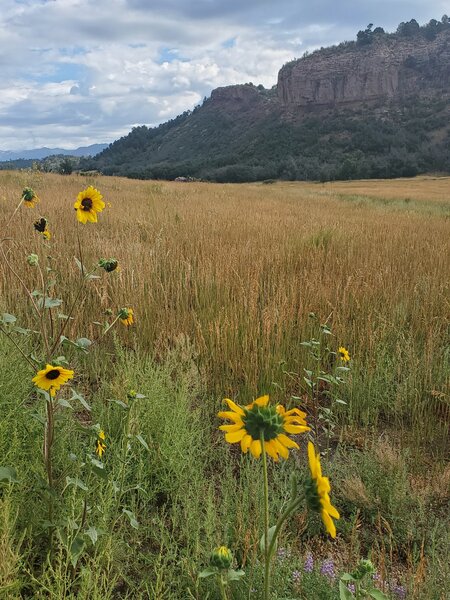 Some sunflowers and lupin on the Church Camp trail.