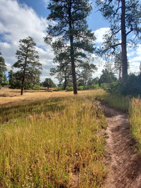 Another pleasant meadow.