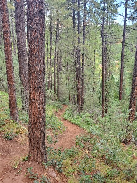 The steep descent from the ridge.