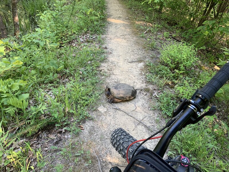 Large turtle at the frog pond on Shelley Trail.