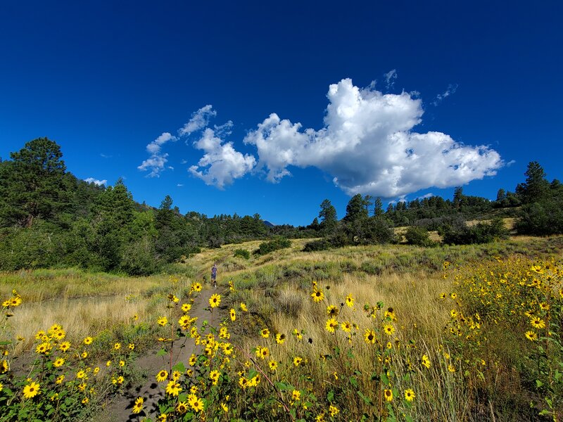 Late August sunflowers near the trailhead.