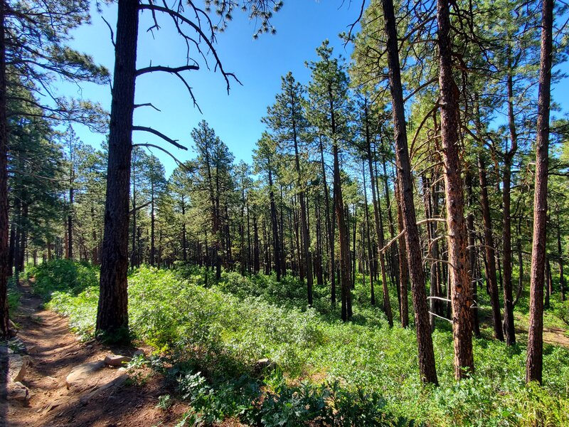 Ponderosa Forest along the Dry Fork Trail.