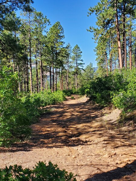 Wide doubletrack typical of Logchutes trails.