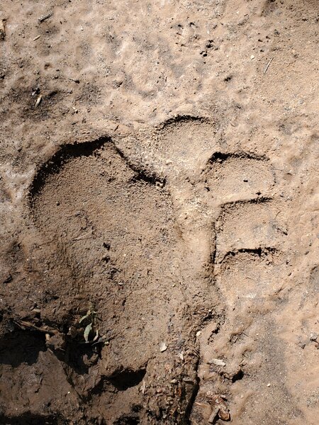 Bear paw prints in wet mud.