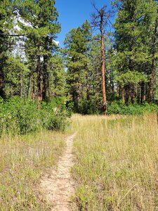Pretty meadow along Alt Left Trail.