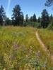 Pretty mini-lupine in a field on Logchutes #2 trail.