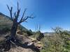 Snaggly tree along the Telegraph trail.