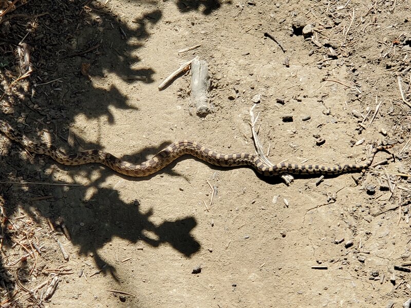 Bull snake across the trail.