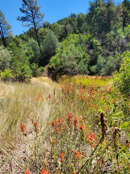 Early September Indian paintbrush along the Big Canyon Trail.