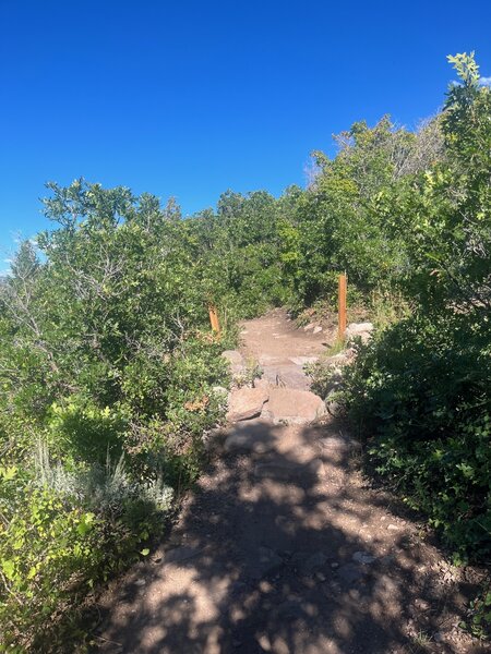 Fun rock feature to start the ride!