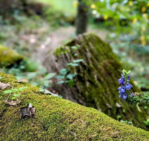 Moss and flower