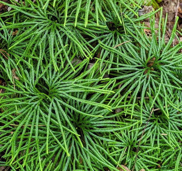 Vegetation on the trail.