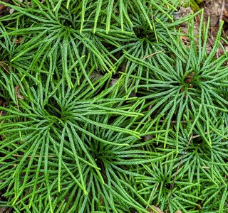 Vegetation on the trail.