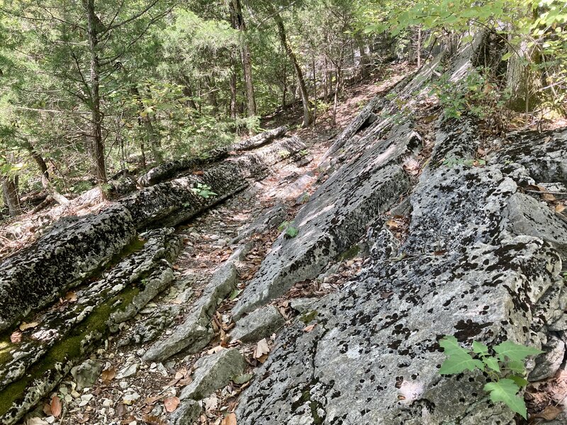 Cool techie section on Bluff Trail.