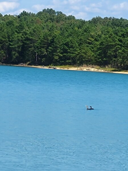 Birds on Lake