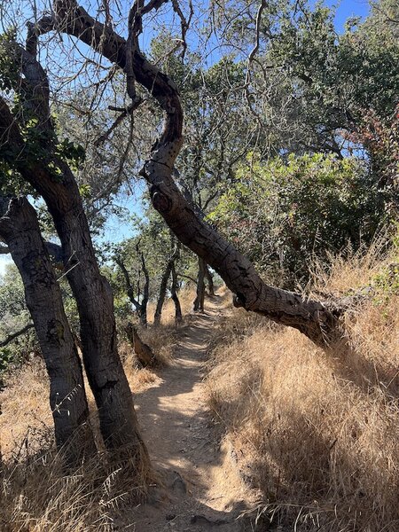 The Rocky Ridge Trail features some tree dodging.
