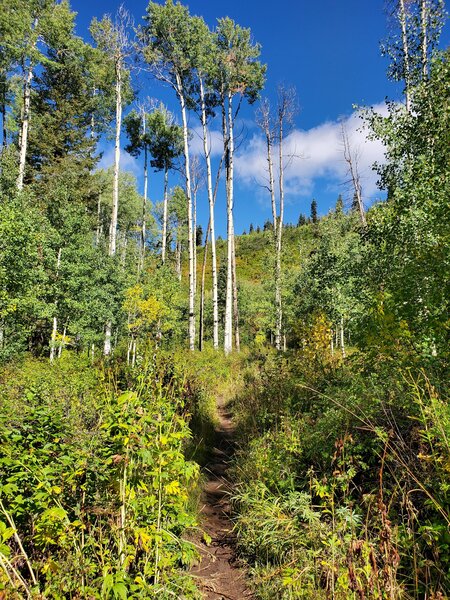 Tall, stately aspens along the First Fork Trail.