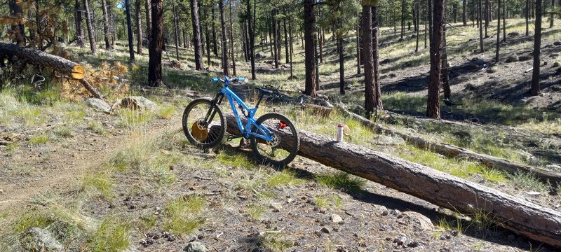 Tree rest area.