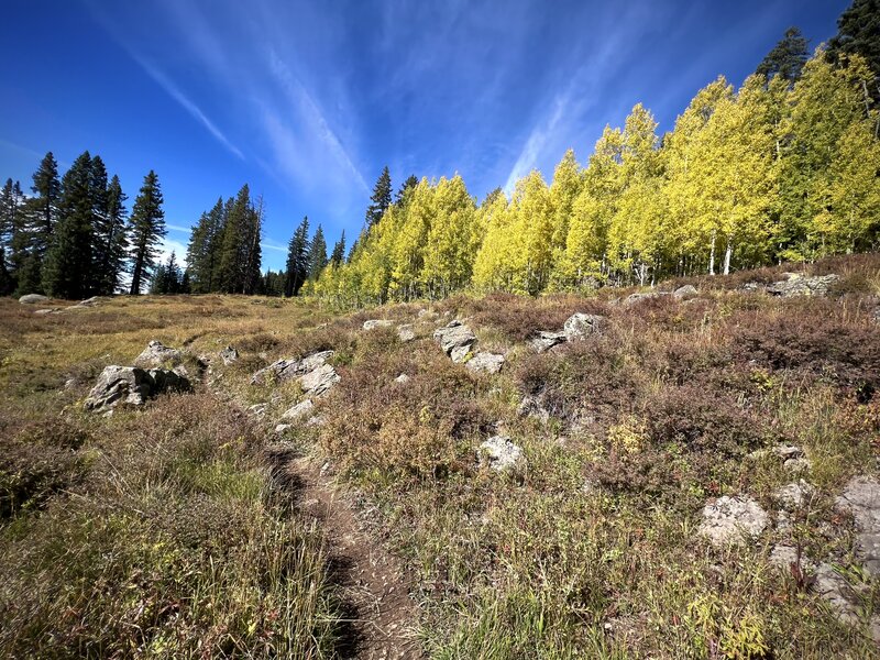 Early fall colors