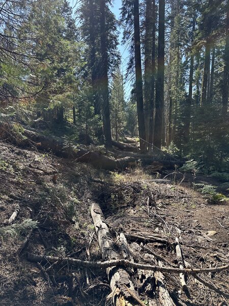 Most of the trail like this these days. A couple fun sections, but had to keep looking at my phone for to know where to go.