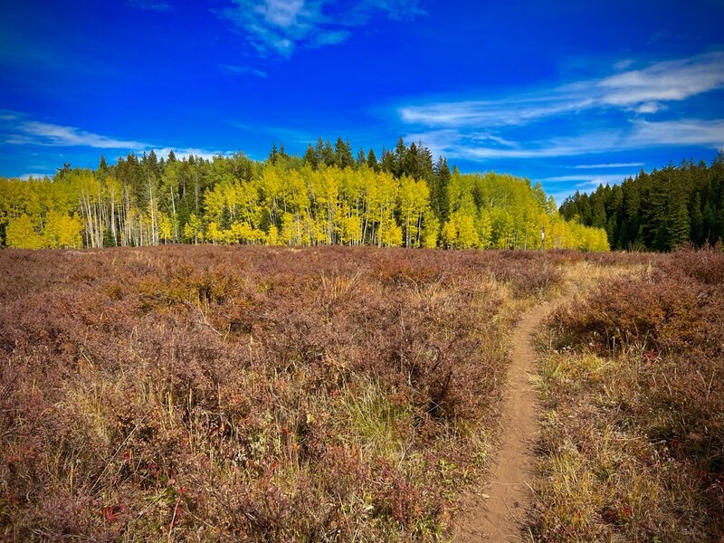 Fall in the meadows.