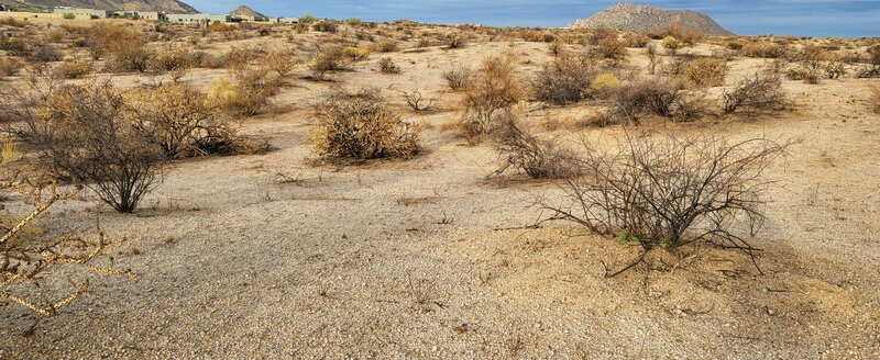 The first thing to recover from a fire:  The Catsclaw Acacia.