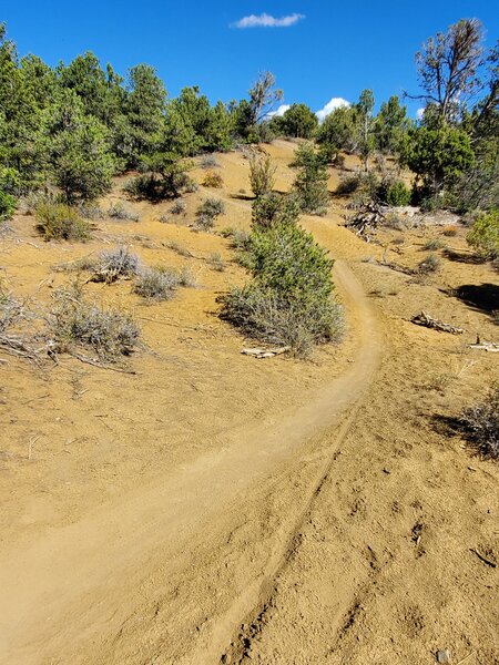 Typical trail surface on the upper part of Watertank West Trail.