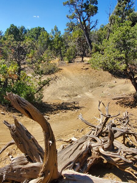 Trail rolls through a small ravine on American Dream.