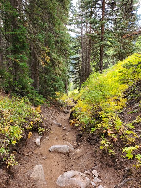 Eroded trough through denser forest with fall foliage.