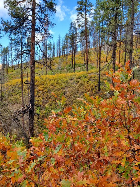 Scrub oak on the Hermosa Creek Trail.