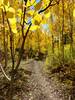 More dazzling fall colors on the Mud Creek Trail.