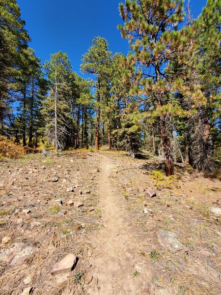 Heading up through the pines on Missionary Mini.